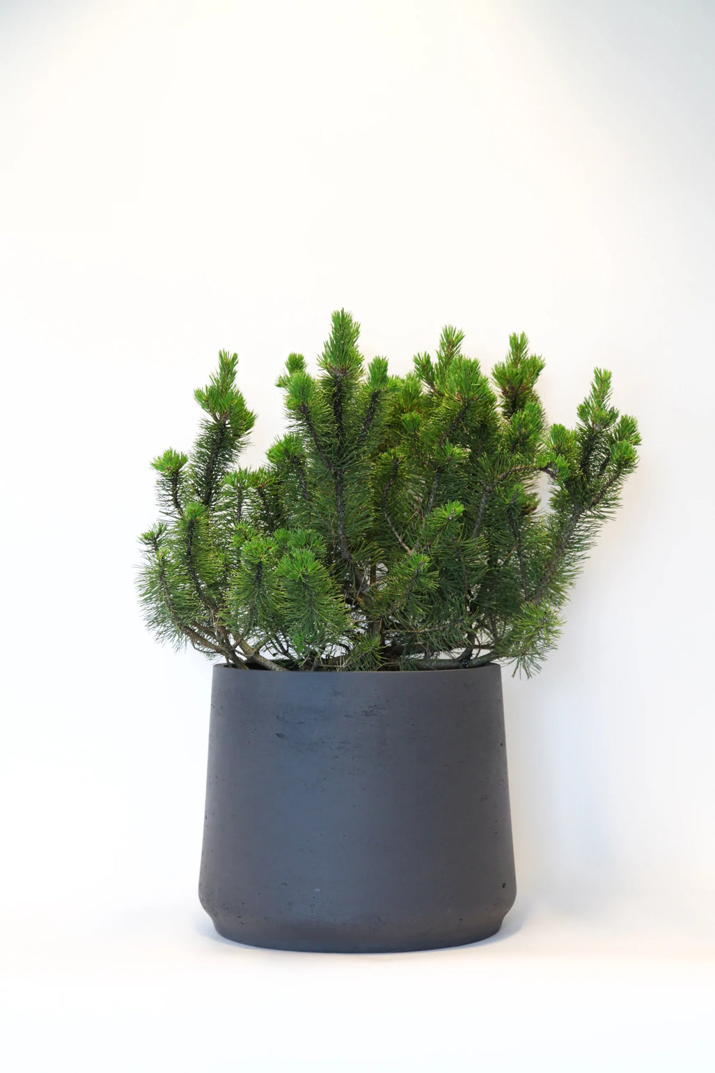 products/Pine.webp